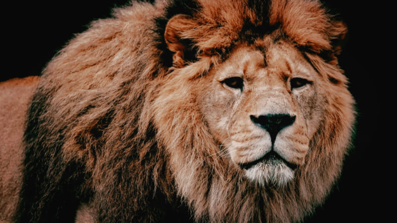獅子（ライオン）