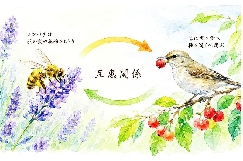 互恵関係の例
鳥は実を食べ種を遠くへ運ぶ→ミツバチは鼻の蜜や花粉をもらう→